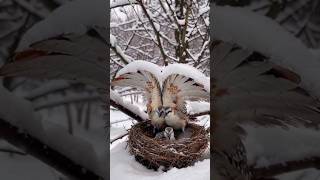 Superb lyrebird couple sheltering❤ their chicks in heavy snow ❄ [upl. by Doggett304]