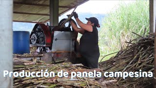 Producción de panela campesina [upl. by Goldi766]