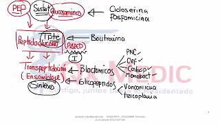 6 RM19 D A 1 FARMACO CB ANTIBIOTICOS 2 [upl. by Lancaster940]