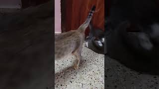 Catkitten play pets viralvideohey minnale [upl. by Auqinot]