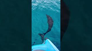 Seadoo switch swimming with dolphins [upl. by Fairbanks133]