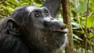 Animal Mating Rituals of Chimpanzees  BBC Studios [upl. by Ettedo]