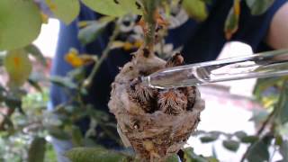 Hummingbird Chicks Rescue  April 13 2014 [upl. by Aenahs]