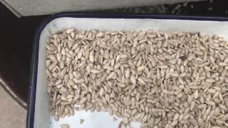 Julite sunflower seed dehulling and cleaning plant [upl. by Nitsirhc]