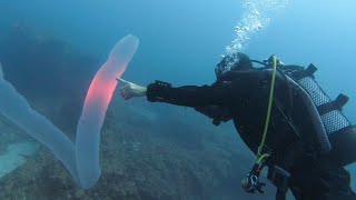 Pyrosome in Tenerife Rare sighting of 5m Pyrosoma Atlanticum scuba diving in the Canary Islands [upl. by Eldon985]