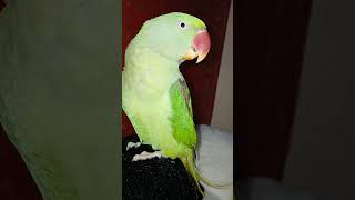 Masoom sii pyari Pari🫠cutemittu birds love cute [upl. by Combs]