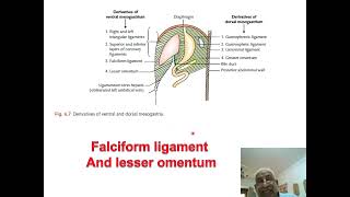 4 Peritoneum [upl. by Holihs]