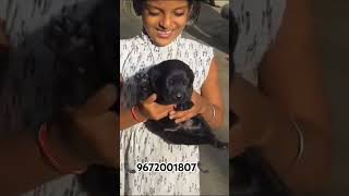 pets doglover trendingshorts puppy [upl. by Landel521]