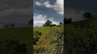 Harvesting Grapes To The Alphorn Soundshortvideo alphorn switzerland travel harvest [upl. by Ilatfen]