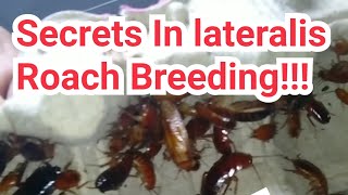 3 Secrets in breeding Blatta lateralis  Turkestan Roach [upl. by Bonine932]