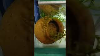 මගේ platinam poler parrot fish breeding [upl. by Alodi]