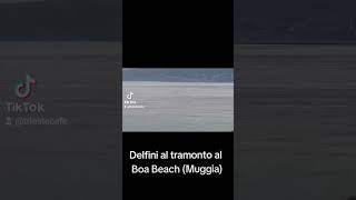 221024 Delfini al tramonto al Boa Beach Muggia [upl. by Hammer]