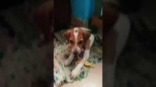 dog tamil trendingshorts petkingdom [upl. by Vito]