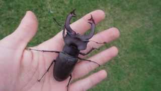 GIANT Lucanus cervus judaicus  Stag Beetle  Hirschkäfer [upl. by Adnolat306]