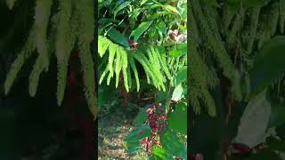 Thunbergia coccinia thunbergia viralvideo wintergarden redflower [upl. by Yelhs284]