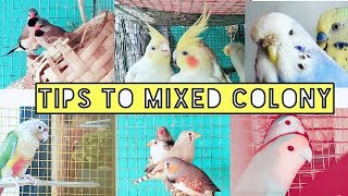 Budgies mixed colony setting  tips for making mixed colony of birds [upl. by Mateusz113]