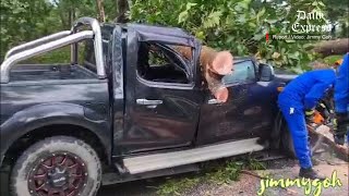 Pickup crushed by falling tree [upl. by Eckblad969]