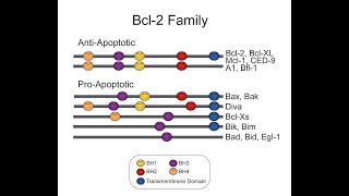 Apoptosis Intrinsic Pathway Part 1 Apoptosis and intrinsic pathway of apoptosis [upl. by Ecinev]