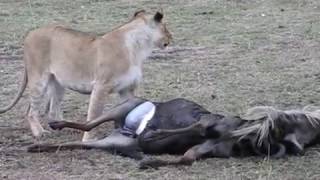 Kenya  Lion eats wildebeast part II in Maasai Mara [upl. by Rosenfeld314]