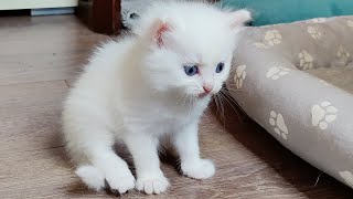 Mother cat watches her white kitten play Big kitten plays with little kitten [upl. by Bernita]