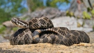 The Massasauga Rattlesnake Ontario Wildlife Video Series [upl. by Watson]