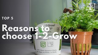 Top 5 Reasons to Choose 12Grow  In vitro  Tissue Culture aquarium plants [upl. by Toney552]