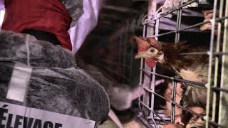 LIBÉRATION ANIMALE DANS UN ÉLEVAGE INTENSIF DE 140 000 POULES [upl. by Akerboom]