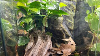 Crested Gecko Bioactive Setup [upl. by Bink]