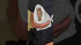 Purrito tutorial with 2xNuggets 🩷 [upl. by Nodyarg]