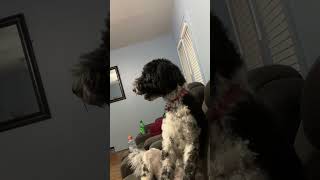 My dog watching Clifford the big red dog movie [upl. by Gilemette]