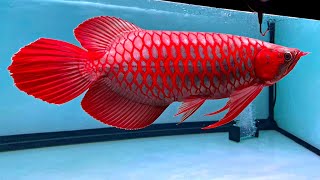 The Ultimate Super Red Arowana Championship  Rare Arowana In The World [upl. by Rox666]