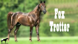 Un Caballo Para Delicados quotEl Trote De Zorroquot Fox Trotter🐴Del Cerro Soy [upl. by Barrett]