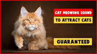 CAT MEOWING SOUNDS TO ATTRACT CATS GUARANTEED [upl. by Ylen]