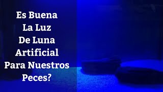 🔵 Es Buena La Luz De Luna Artificial Para Nuestros Peces Acuarios MB [upl. by Ker995]