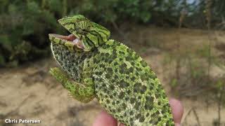 DoD PARC Species Profile Video Series Episode 19 Mediterranean Chameleon [upl. by Adiraf]