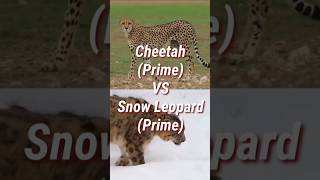 Cheetah Vs Snow Leopard [upl. by Sivram]