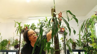 From Rainforest to Your Living Room How to Master Philodendron Paloraense Care [upl. by Octavus434]