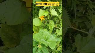 NETTLE LEAF 🍃🍃🍃plants nature shorts [upl. by Hathaway347]