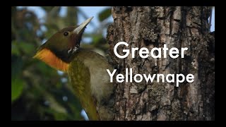 Discovering the Majestic Greater Yellownape Woodpecker A Wildlife Encounter [upl. by Darnell426]