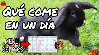 Qué come mi conejo en un día [upl. by Cacka]