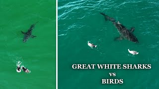 Great White Sharks Vs Birds A Collection of Incredible Encounters [upl. by Best]