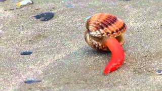 Adria  Seashell moving at the beach  Muschel bewegt sich am Strand [upl. by Elrahc591]