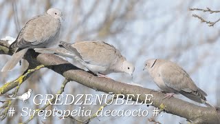 Putni  Birds  GREDZENŪBELE Streptopelia decaocto Collared Dove Türkentaube [upl. by Anaik]