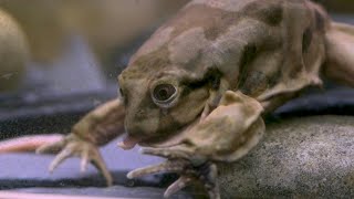 Scrotum frogs on edge of extinction on display at Chester Zoo  AFP [upl. by Anoet324]