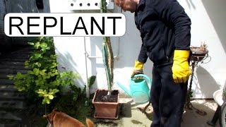 REPLANTING CACTUS  SAN PEDRO  TRICHOCEREUS PACHANOI [upl. by Freddy]