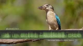 Bluewinged Kookaburra Sounds  Raucous noisy squawks amp laughing calls at dawn [upl. by Marney]