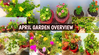 APRIL GARDEN OVERVIEW 😍🌸  SUMMER GARDEN OVERVIEW 😍🌸 [upl. by Kiele]