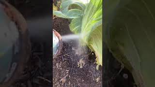 Blasting aphids off of plants with water [upl. by Webber]