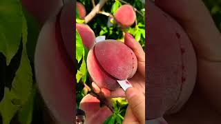 fruit satisfying naturallifeb fruitcutting naturalclips dragonfruit naturelife plants food [upl. by Venetis789]