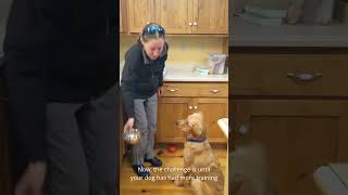 Mealtime Manners An Introduction to Teaching Your Dog to Be Calm When Fed [upl. by Sivram]